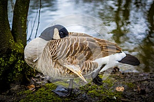 Close-up shot of grooming Canada goose