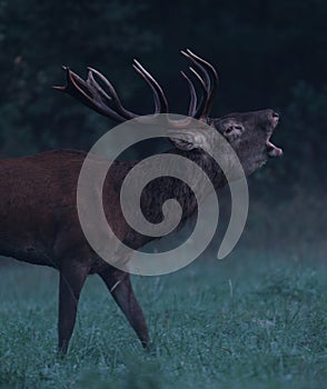 Close-up shot of a grunting deer in a field