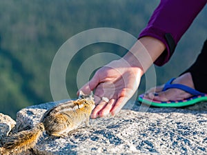 Close up shot of hand feeing cute squirrel with bread