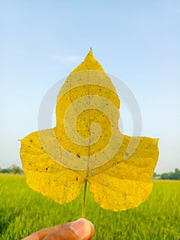 Close up shot of hand holding yellow leaf of shape as light blue sky background