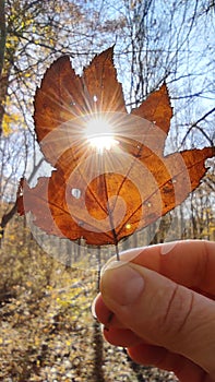 Close up shot of hand holding yellow leaf with sun rays shining through it at light blue sky background - autumn concept.