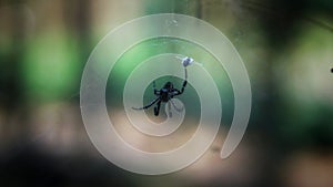 Close-up shot of hanging spider with blurry background