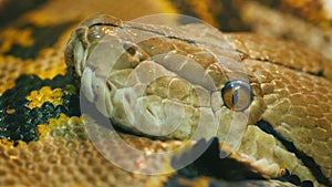 Close-up shot head of Asia`s giant Reticulated Python