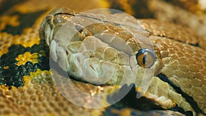 Close-up shot head of Asia's giant Reticulated Python