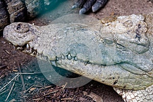 Close-up shot of the head of a crocodile in Cocodrilario La Manzanilla, Jalisco, Mexico photo