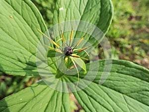 Close-up shot of the Herb-Paris or true lover`s knot Paris quadrifolia flowering in summer in sunlight