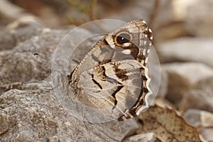 Close-up shot of a Hipparchia fidia on a rocky surface photo