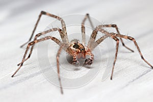 Close up shot of Hobo Spider on floor