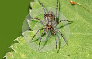 Close up shot of Hobo Spider on a leaf photo