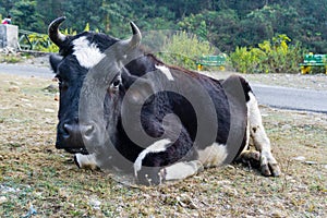 A close up shot of a Holstein Friesian cow with horns and a white patch on the forehead