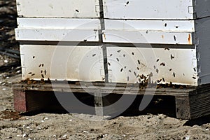 Close up shot of honey bee boxes during pollination