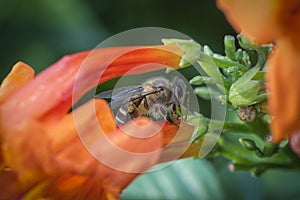 Close up shot of the honey bee on the honeysuckle flower.