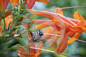 Close up shot of the honey bee on the honeysuckle flower.