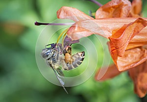 Close up shot of the honey bee on the honeysuckle flower.