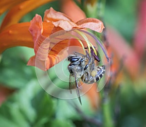 Close up shot of the honey bee on the honeysuckle flower.