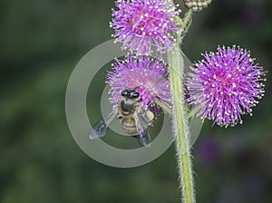 Close up shot of honey bee and mimosaceae