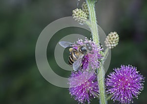 Close up shot of honey bee and mimosaceae