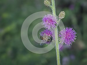 Close up shot of honey bee and mimosaceae