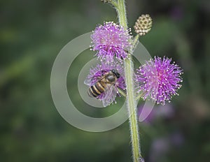 Close up shot of honey bee and mimosaceae