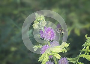 Close up shot of honey bee and mimosaceae