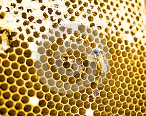 Close up shot on honey cell and bees