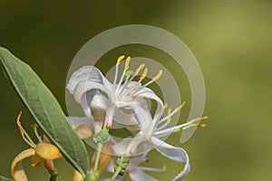 Close up shot of Honey Suckle Jasmine flowers