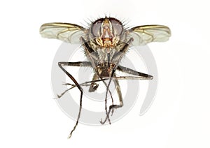 A Close Up Shot of a Horse Fly