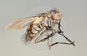 A Close Up Shot of a Horse Fly
