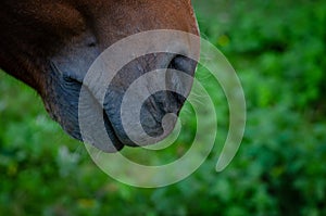 Close up shot of Horse`s nose, nostril and lips. Animal concept