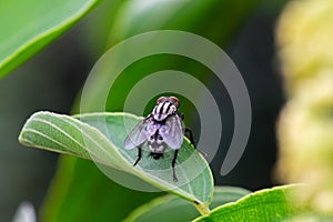 Close up shot of a house fly sitting on a leaf