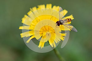 Close up photo of marmalade hoverfly On Dandelion. (episyrphus balteatus) photo