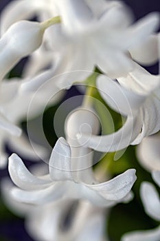 Close up shot of a hyacinth flower