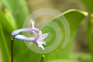 Close up shot of a hyacinth flower on a sunny spring day