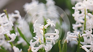 close-up shot of hyacinth flowers
