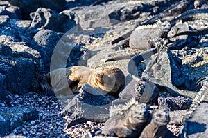 Close-up shot of iguanas and a sea lion resting on a rocky surface