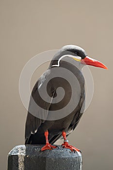 Close-up shot of Inca tern bird perched atop a rock pole on a blurred background