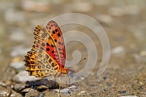 Close up shot of Indian fritillary butterfly