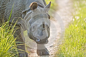 Close up shot of Indian Rhinoceros