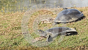 Close up shot of Indian softshell turtle or Ganges softshell turtle pair basking in sun at wetland a vulnerable species of