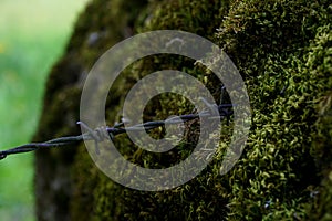 Close Up shot: Ingrown Iron wire in old tree with lots of green moss