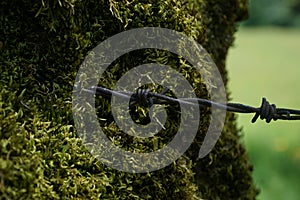 Close Up shot: Ingrown Iron wire in old tree with lots of green moss