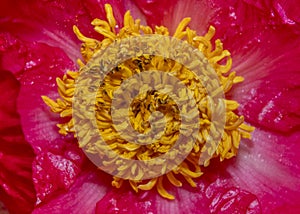 Anther flower inside details close up shot photo