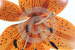 The inside of an orange tiger lily.