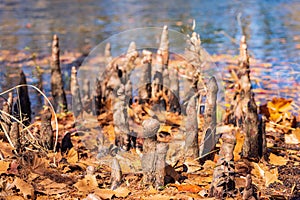 Close up shot of interesting tree roots along the Texas Native Trail