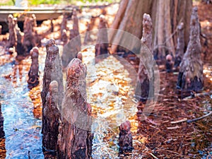 Close up shot of interesting tree roots along the Texas Native Trail