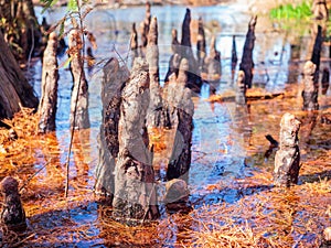 Close up shot of interesting tree roots along the Texas Native Trail