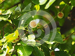 Close up shot of Antochepalus Cadamba flower and leafs photo