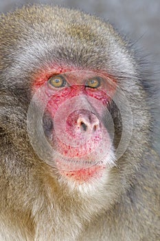 close up shot of a Japanese Macaque