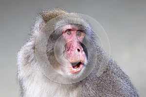 close up shot of a Japanese Macaque