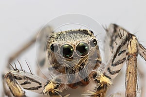 Close up shot of jumping spider